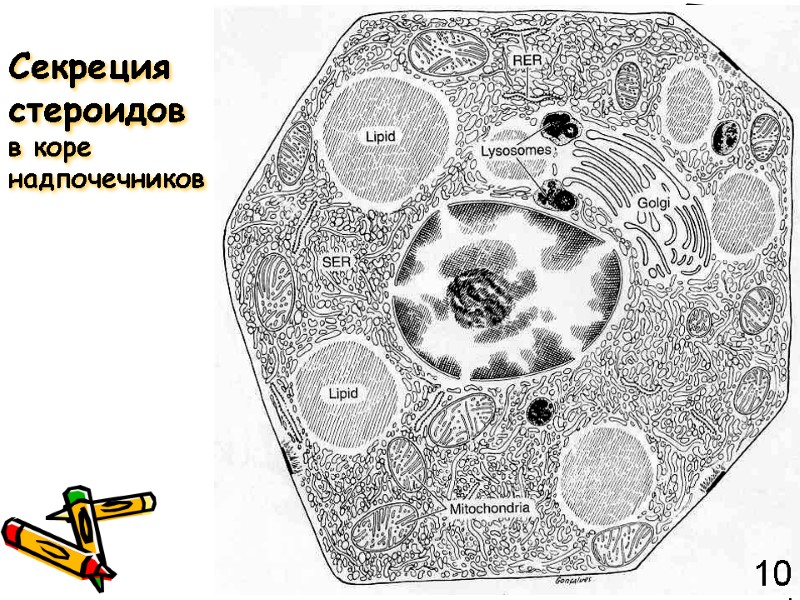 Секреция стероидов  в коре надпочечников 101